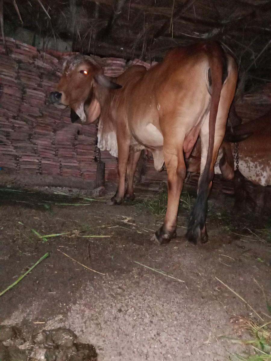 થંબનેલ 3