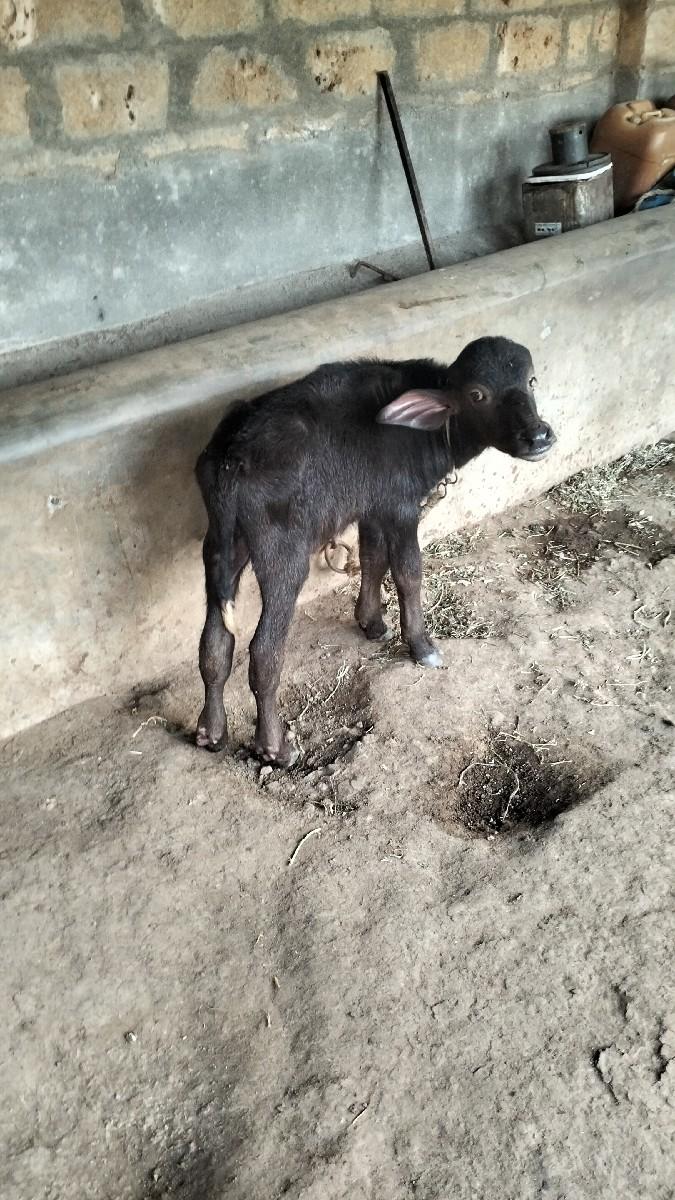 થંબનેલ 2