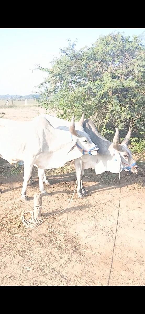 થંબનેલ 2