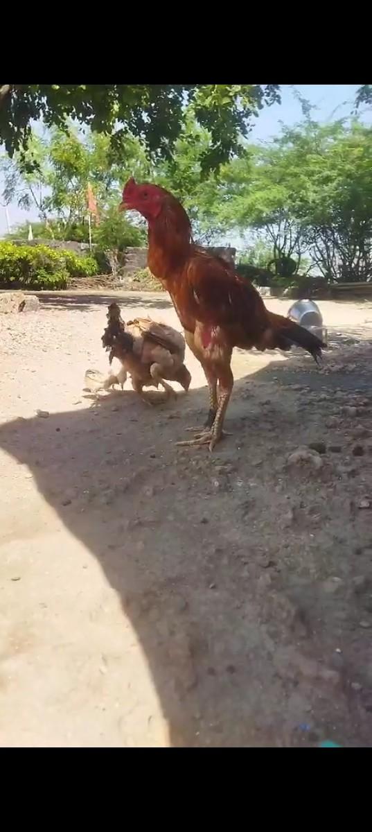 થંબનેલ 2