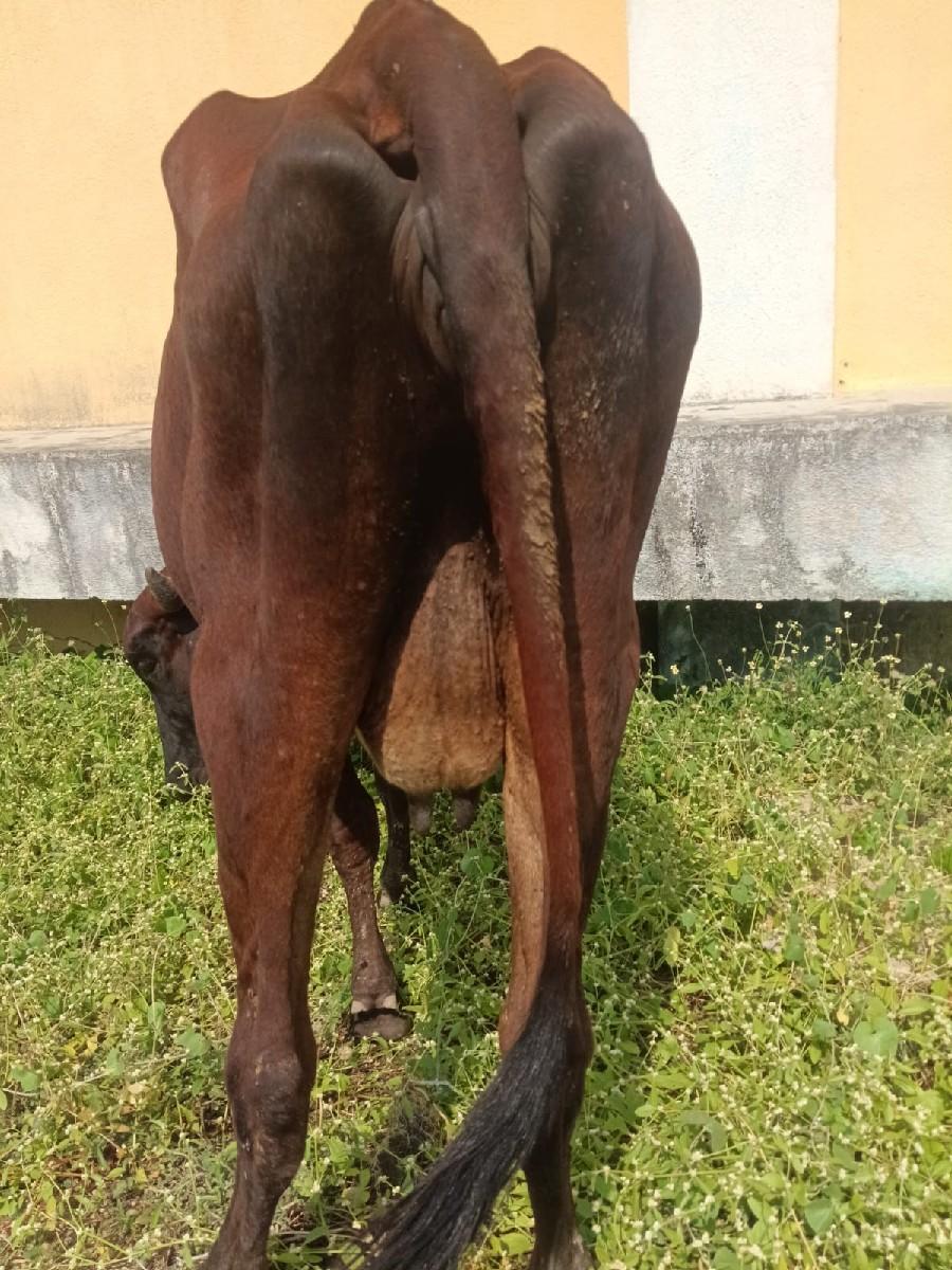 થંબનેલ 3