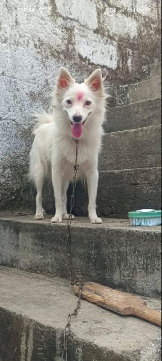 પામોલીયન