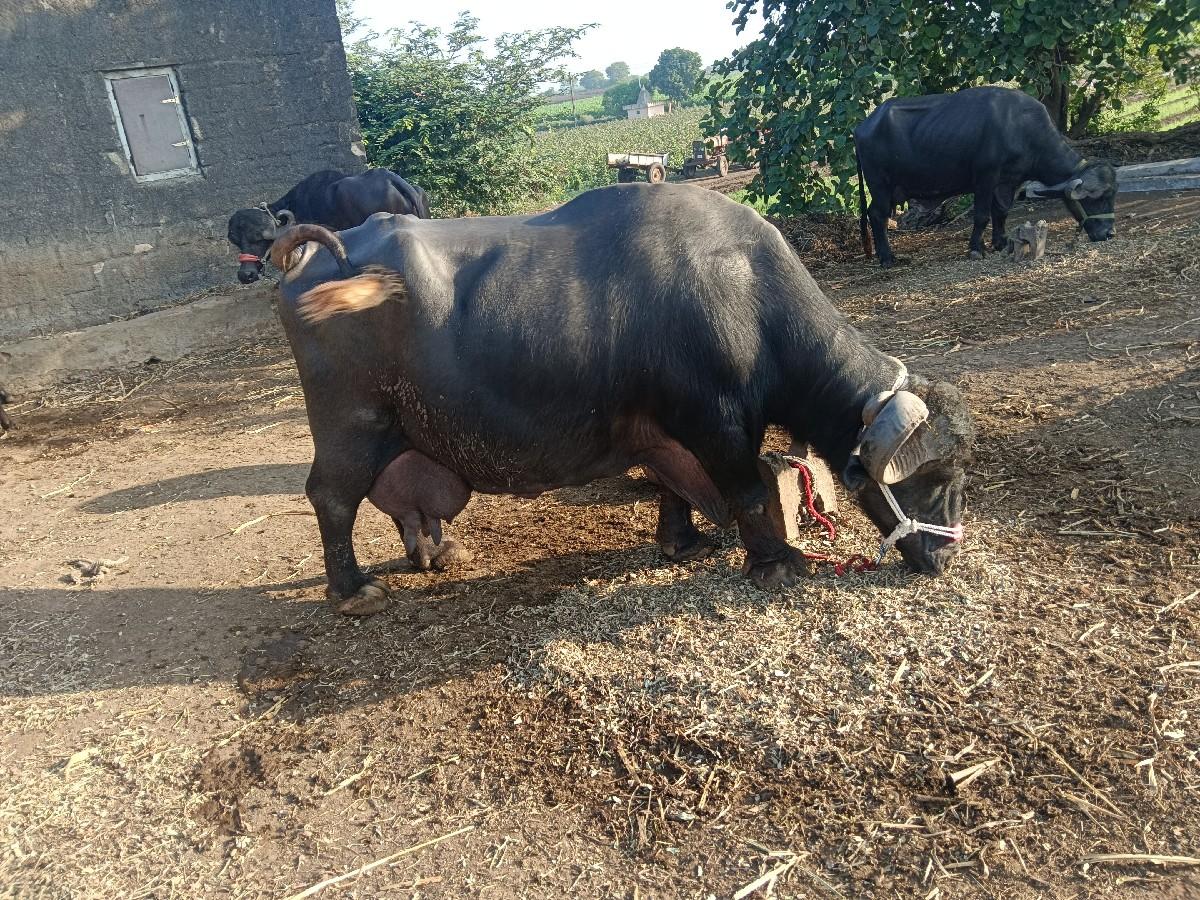 થંબનેલ 2