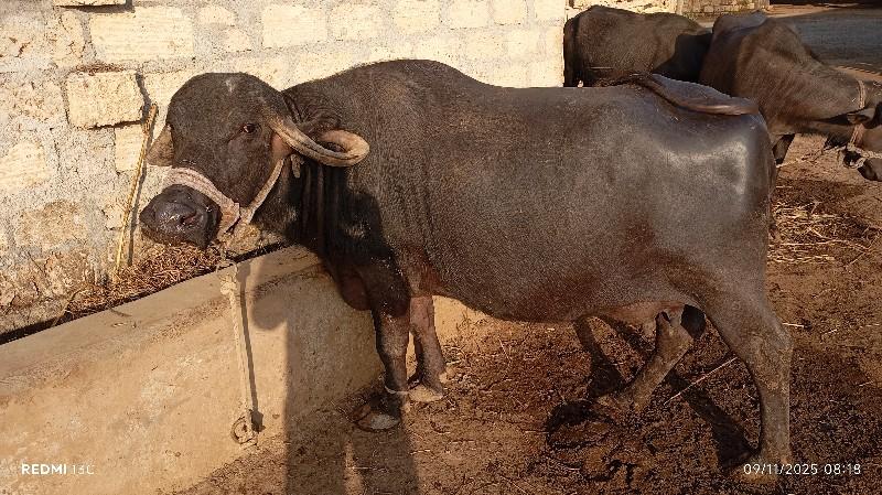 થંબનેલ 2