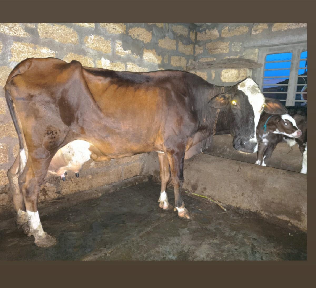 થંબનેલ 6