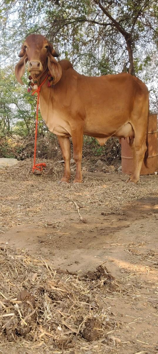 થંબનેલ 2