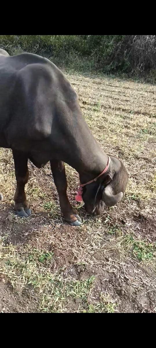 થંબનેલ 3