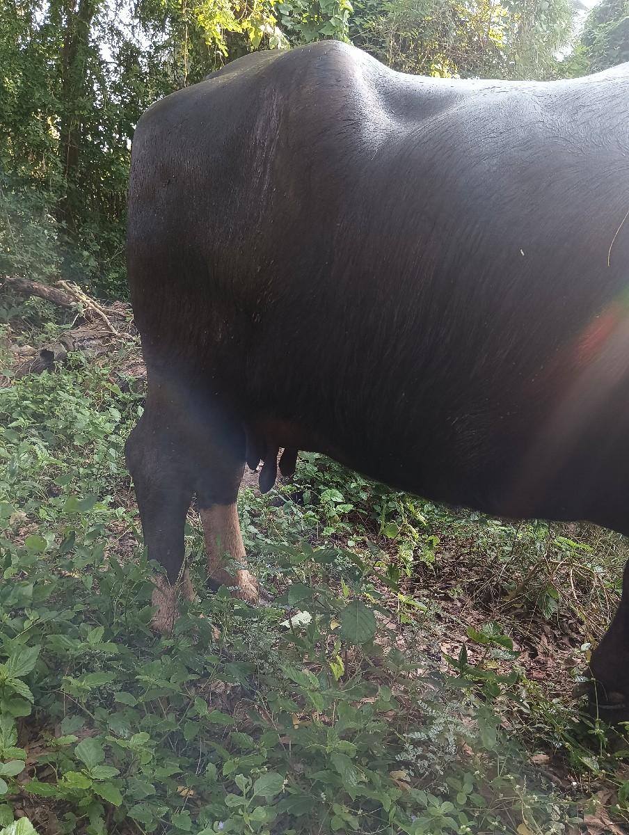 ભેંસ વેચવાની છે