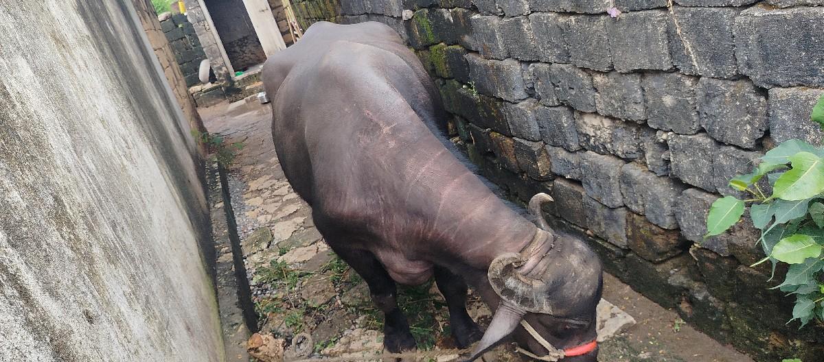 પેલું વેતર નવ મોં મહીનો સાલે