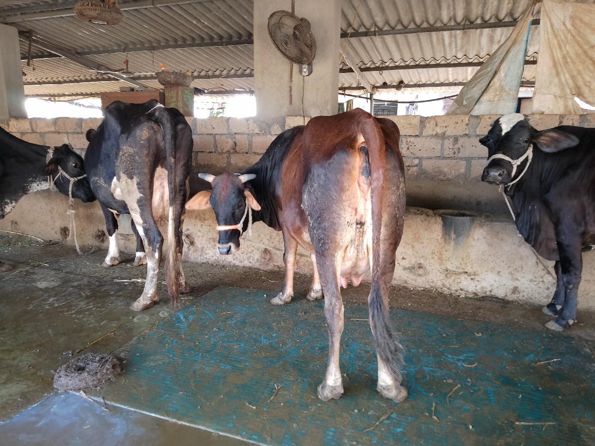 થંબનેલ 4