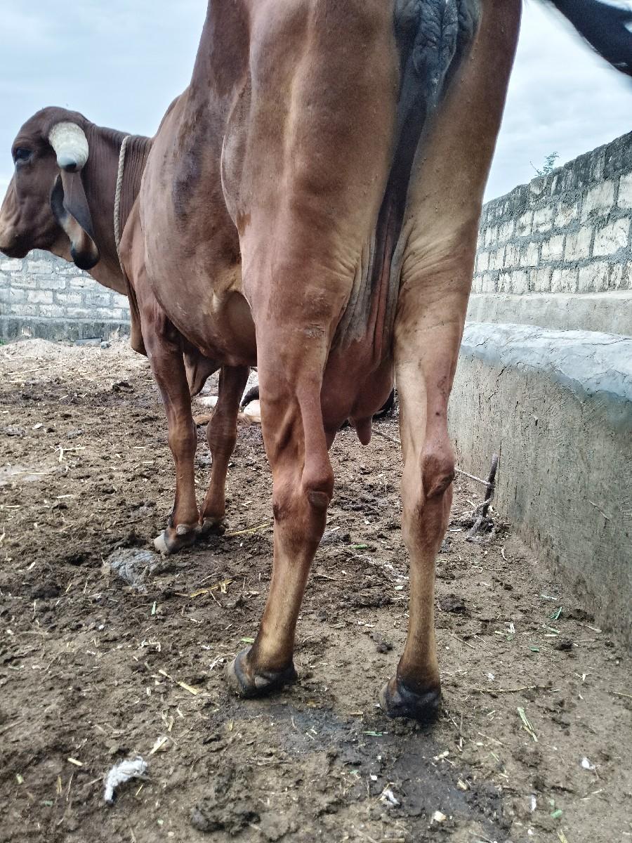 ત્રીજું વેતર  દસ દિવસની વીહાનેલ