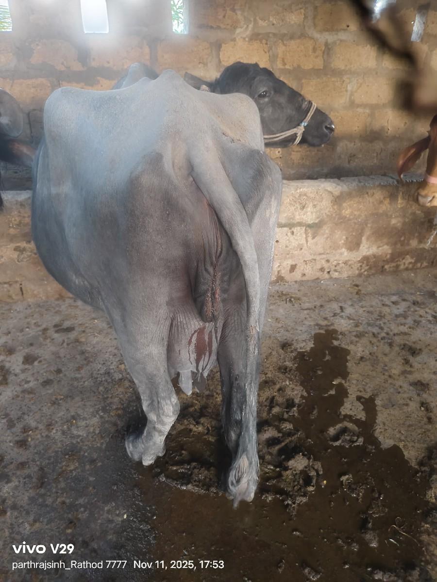 રાઠોડ પ્રકાશ ભાઈ