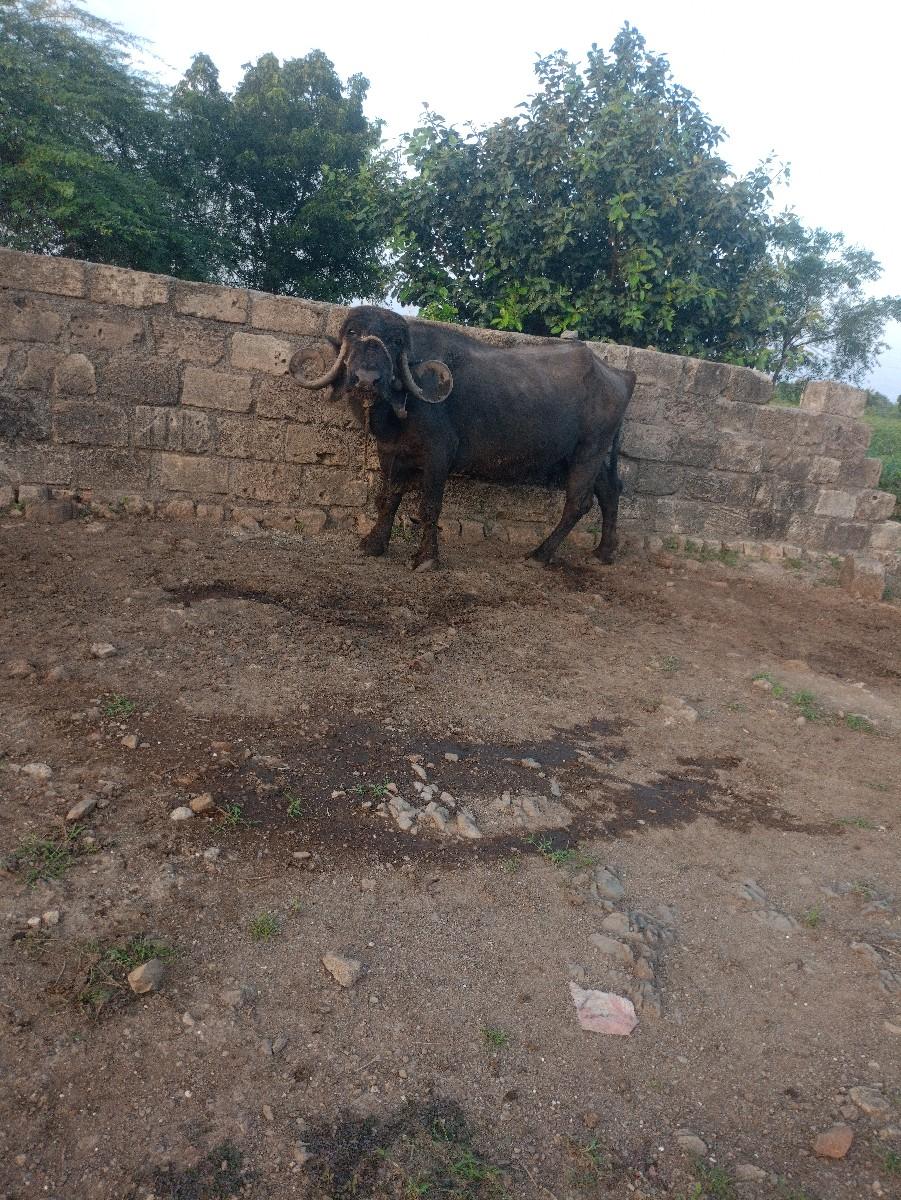 થંબનેલ 3