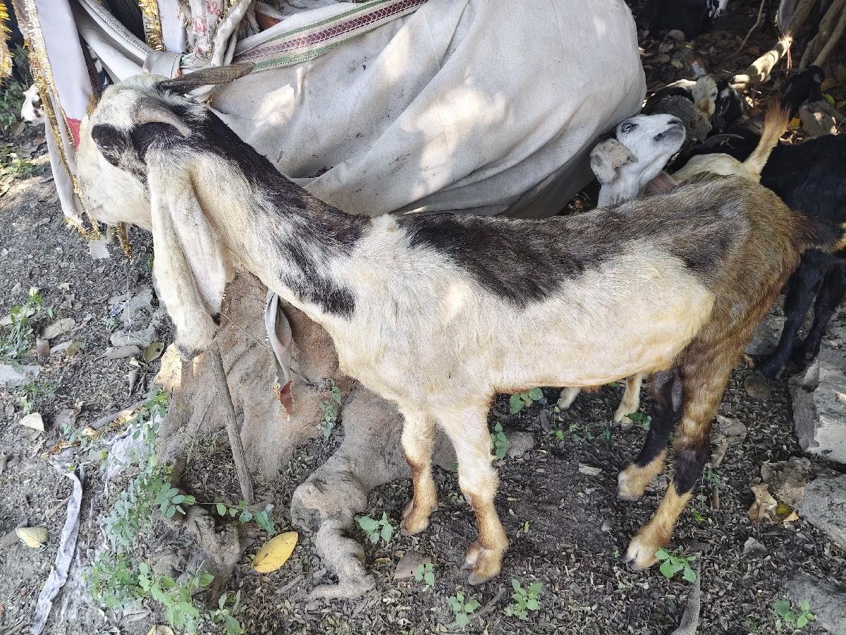 થંબનેલ 3