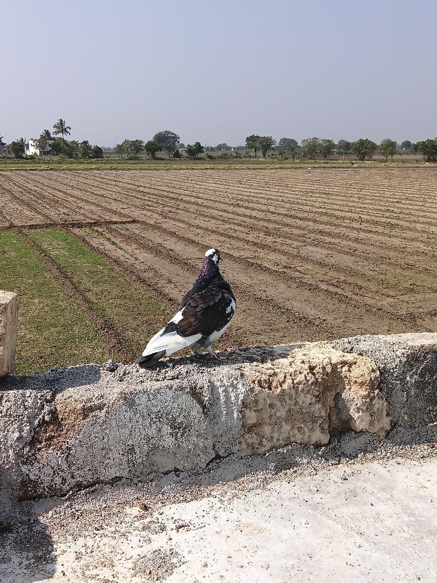 આ કબુતર વેચવાના છે