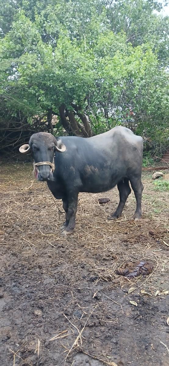 થંબનેલ 2