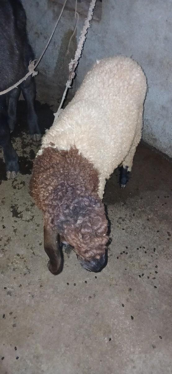 લેવીહો તોજ કોલ કરો