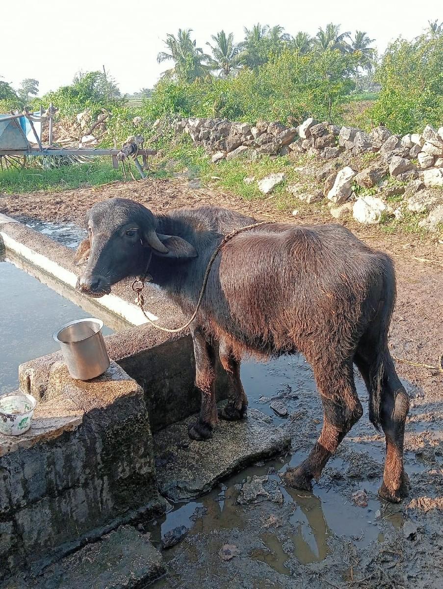 થંબનેલ 2