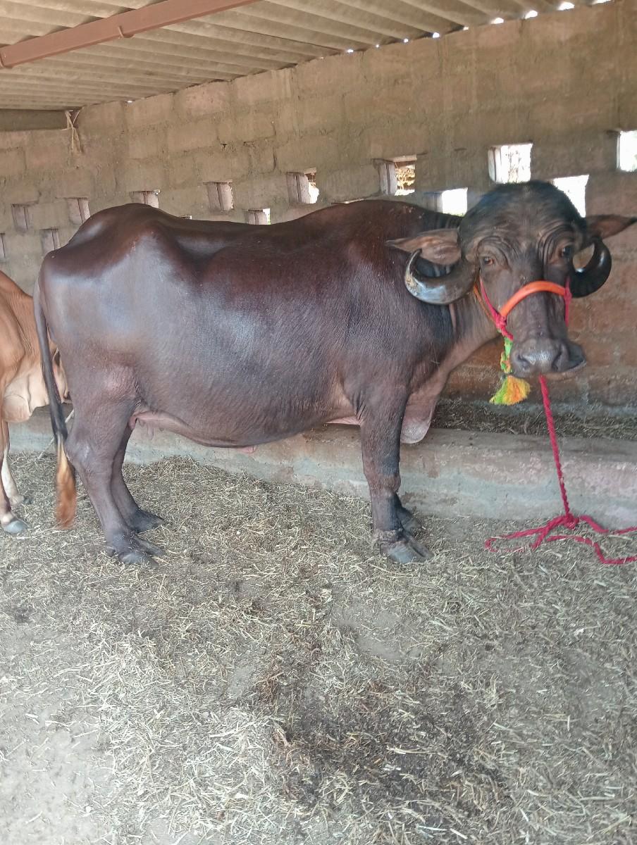 જાફરાબાદી