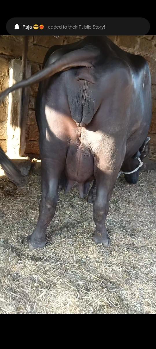 ભેંસ વેચવાની છે વેતર 2