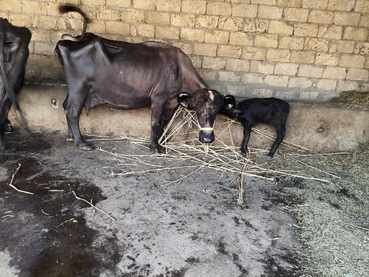 થંબનેલ 4