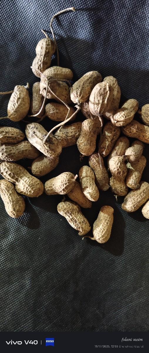 22 number મગફળી