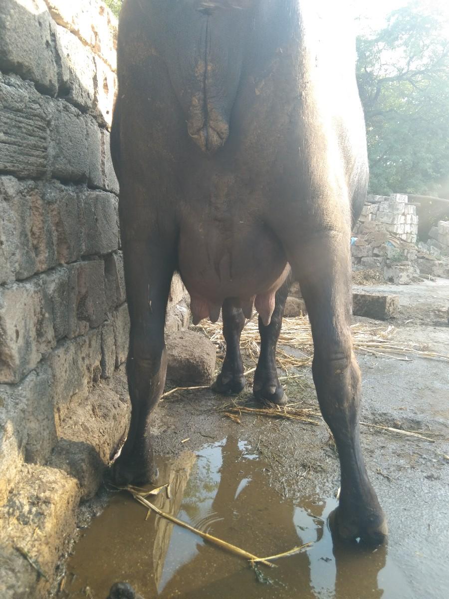 થંબનેલ 3