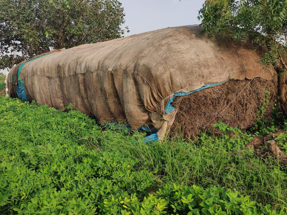 જુવાર ની નિરણ વેચવાની છે