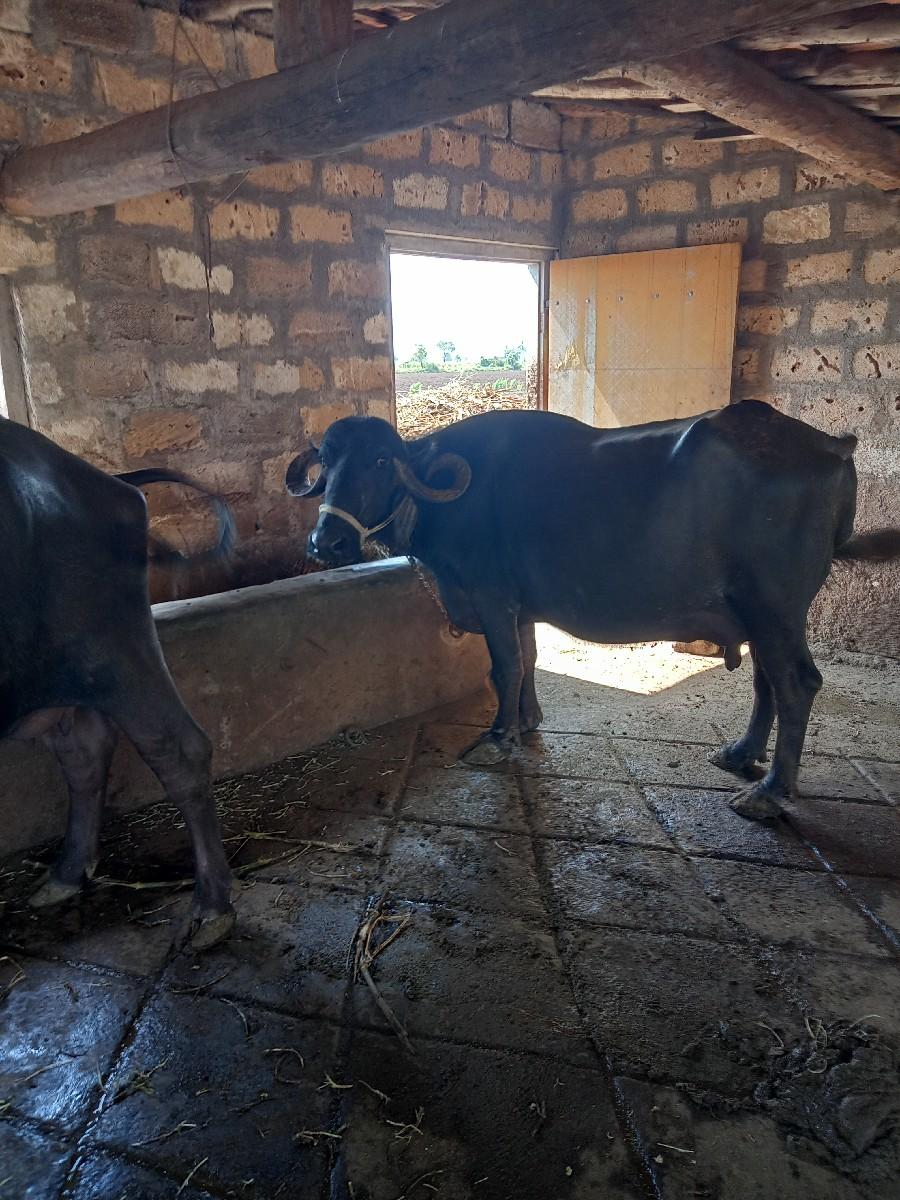 ભેંશ વેસવાની છે