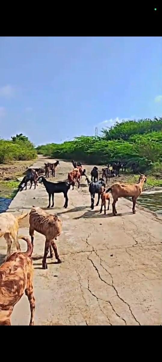 બકરાવેચવાનાસે12બારસે