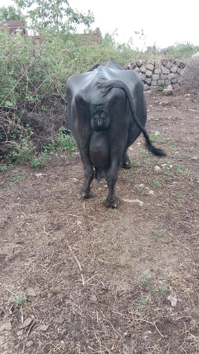 થંબનેલ 3