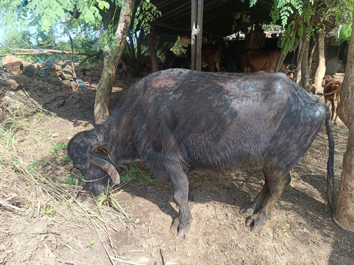 થંબનેલ 2