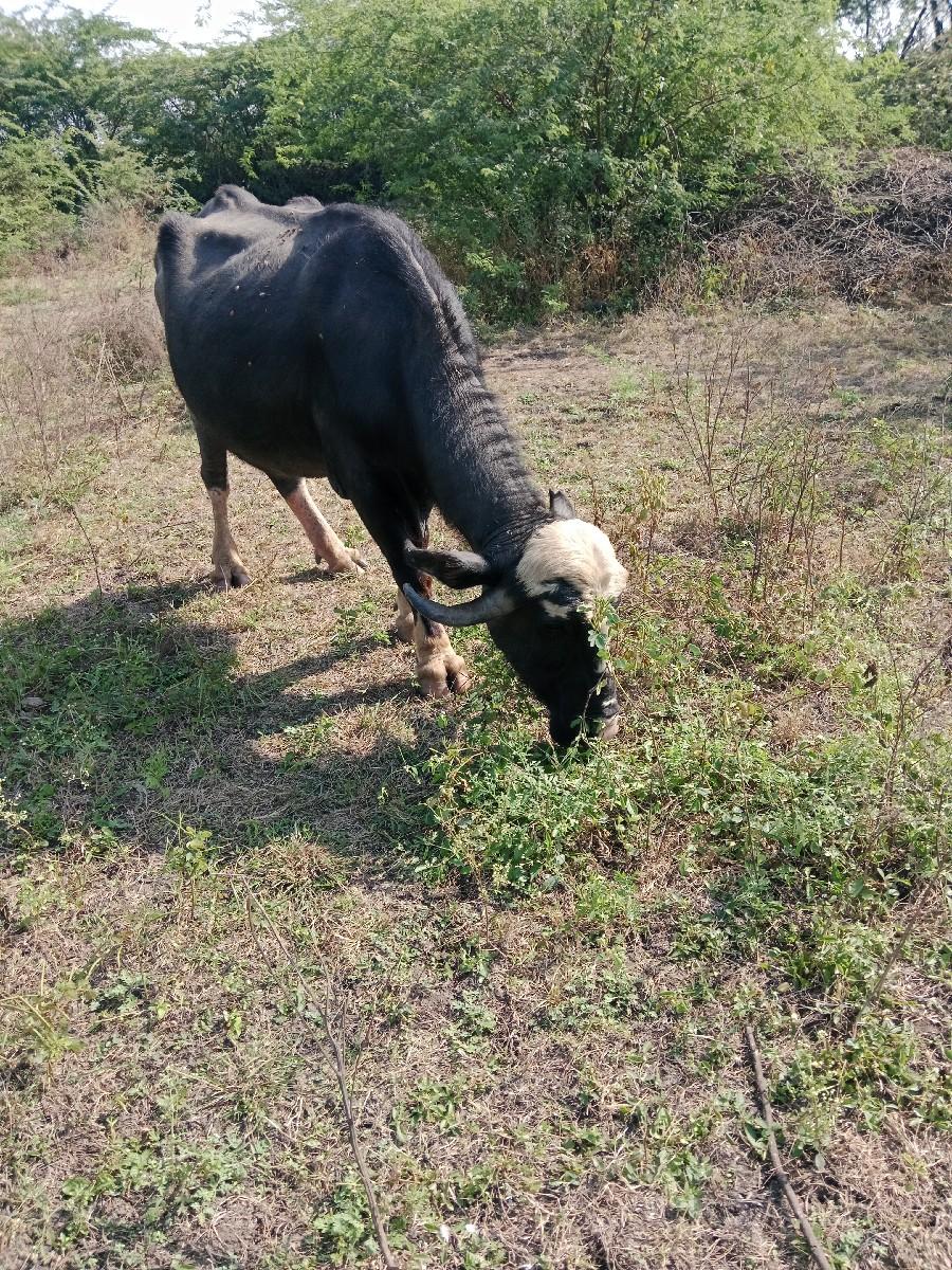 ભેંસ વેચવાની છે