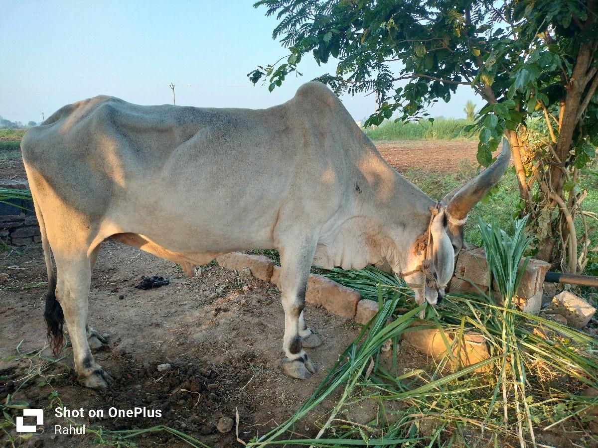 થંબનેલ 3
