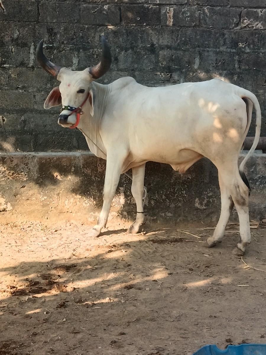 બળદ વેચવા નો છે