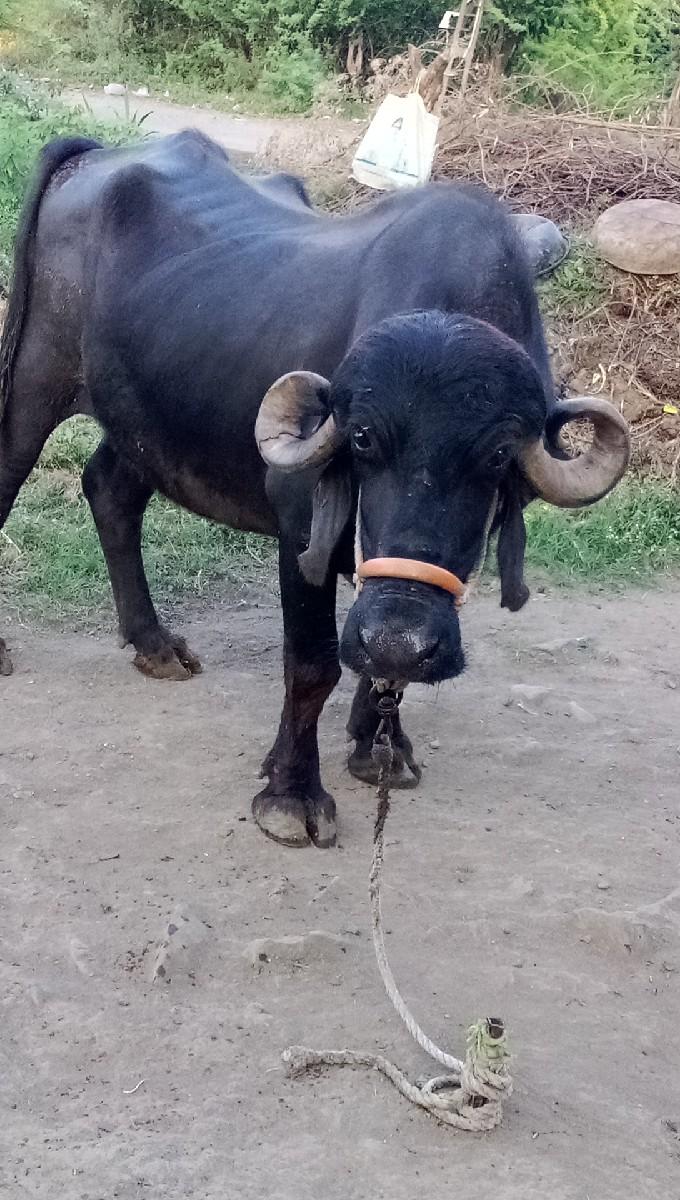 થંબનેલ 2