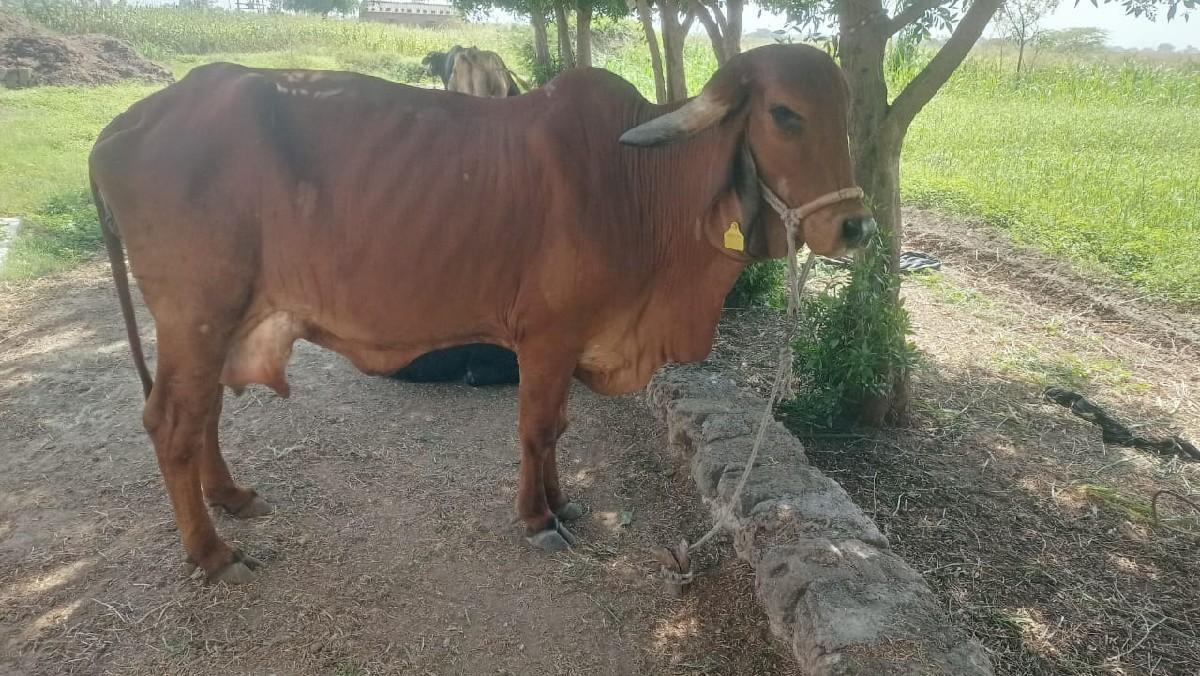 થંબનેલ 2