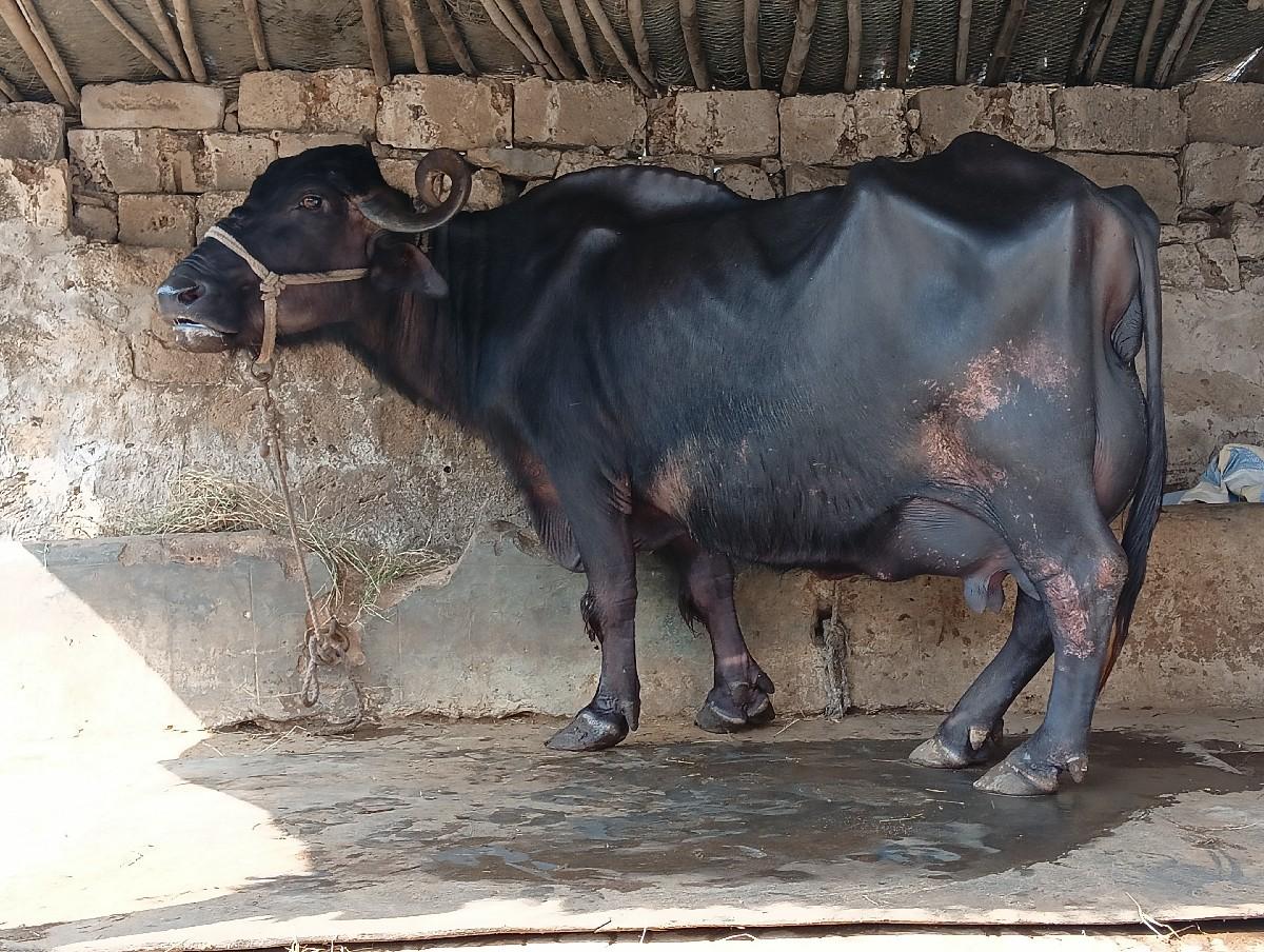 થંબનેલ 2