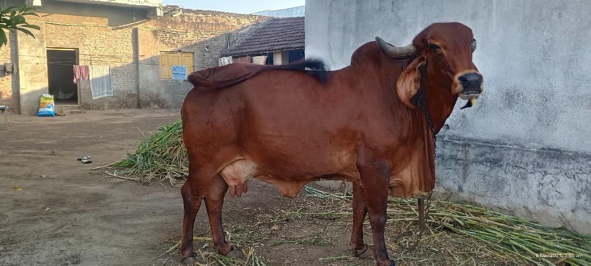 થંબનેલ 2