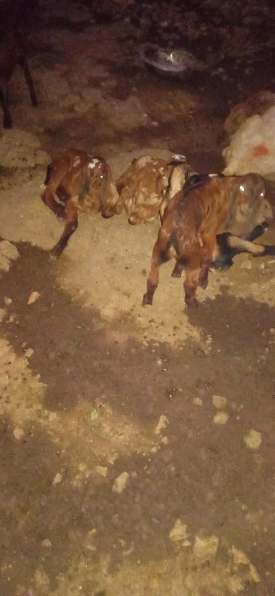 થંબનેલ 2