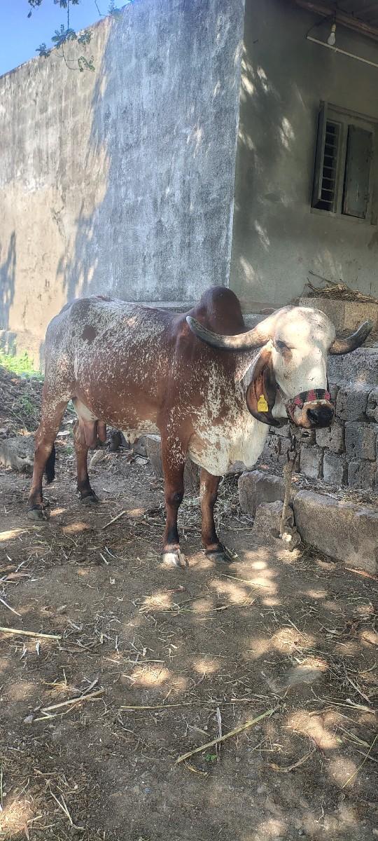 gir gay vechvani che