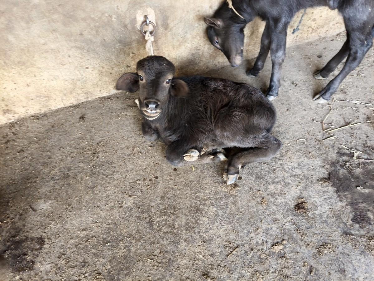 થંબનેલ 6