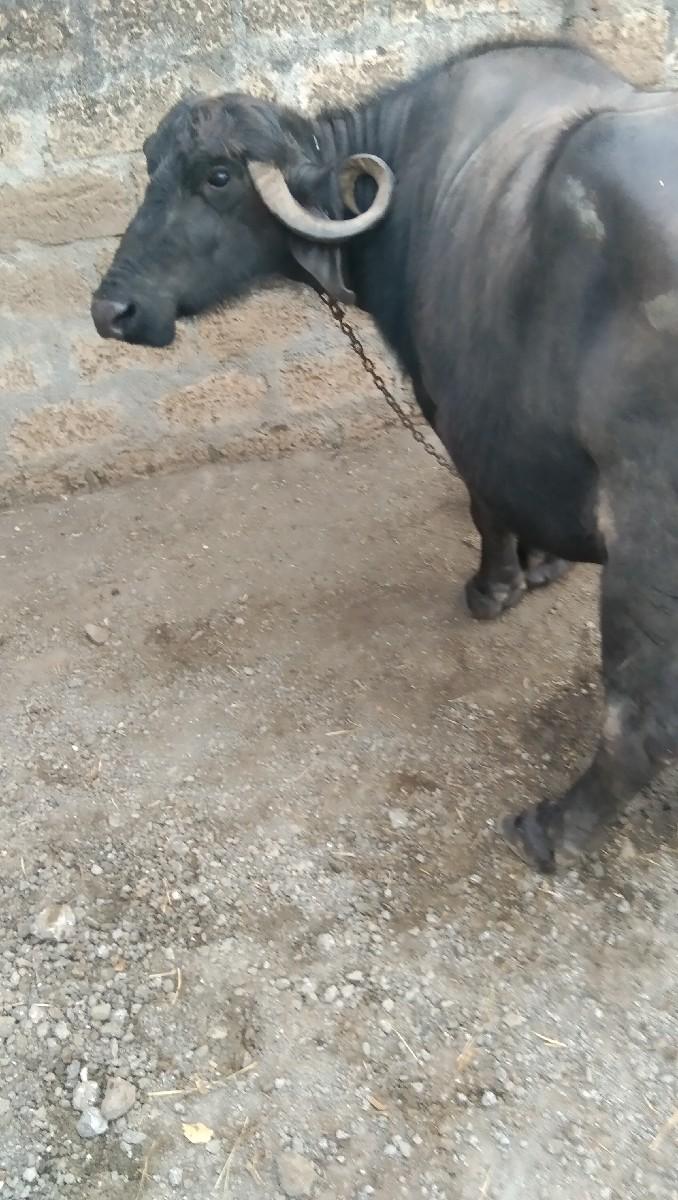 થંબનેલ 2