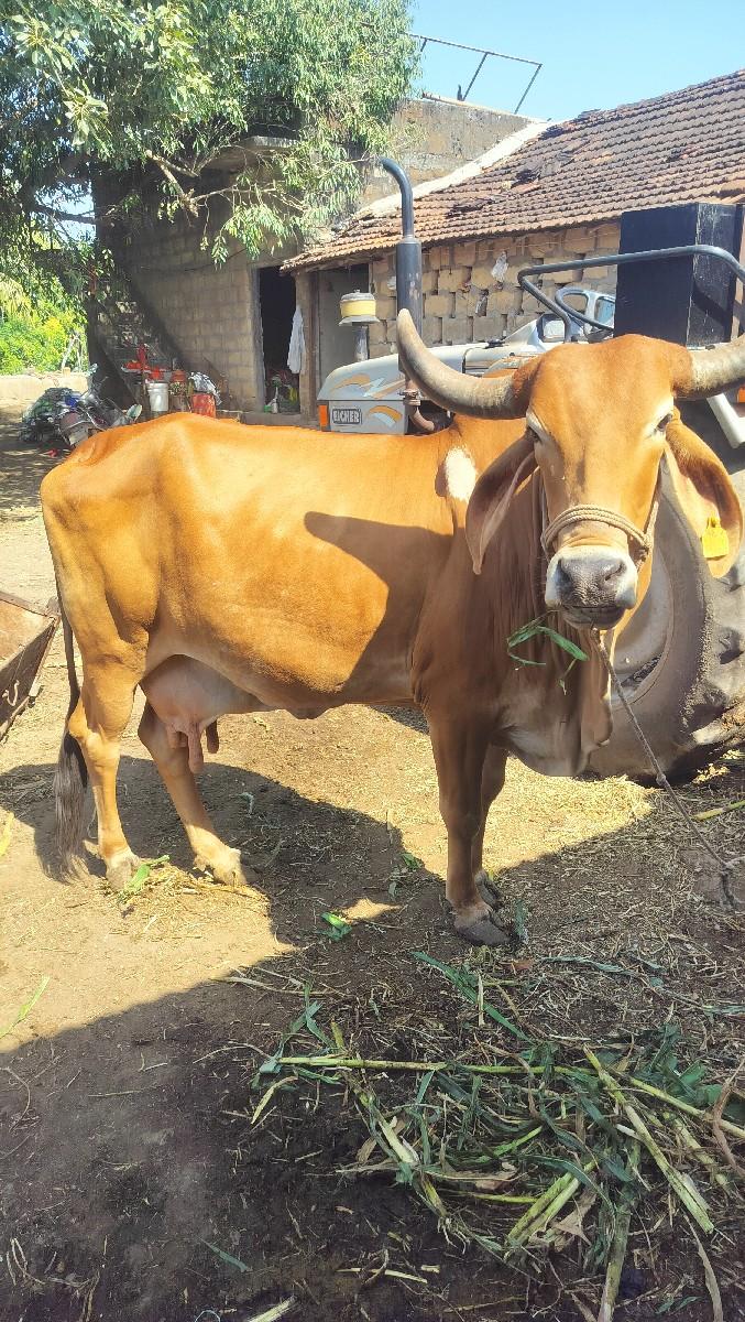 ગાય વેચવાની છે