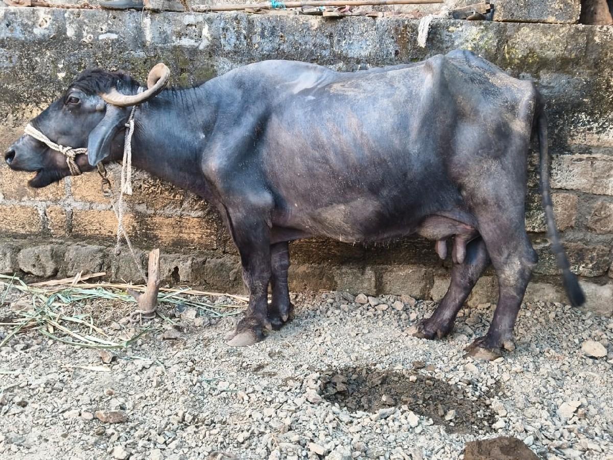 ભેંસ વેચવાની છે