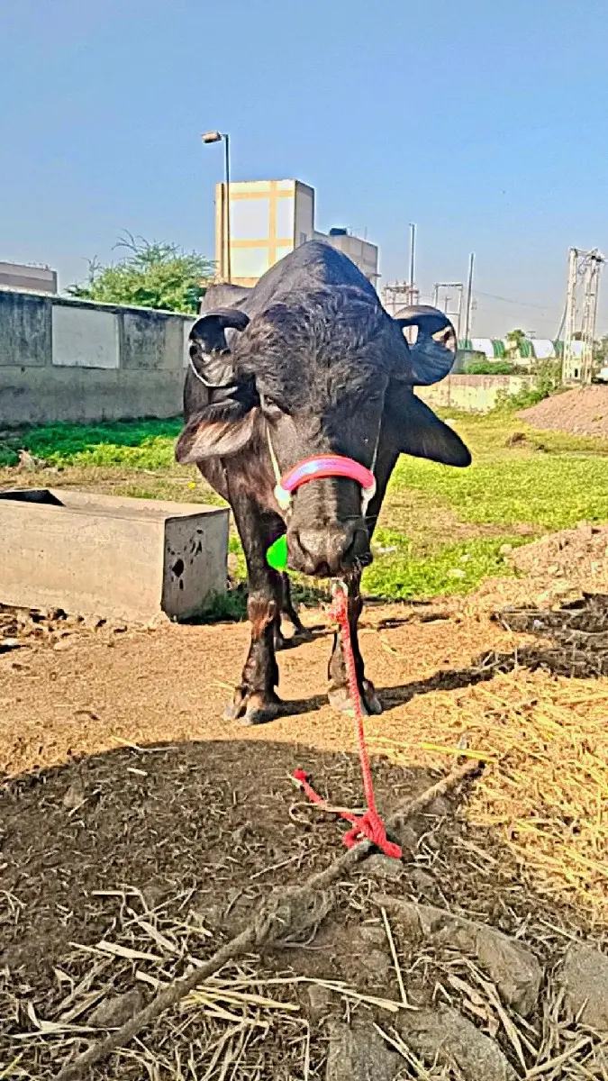 થંબનેલ 2