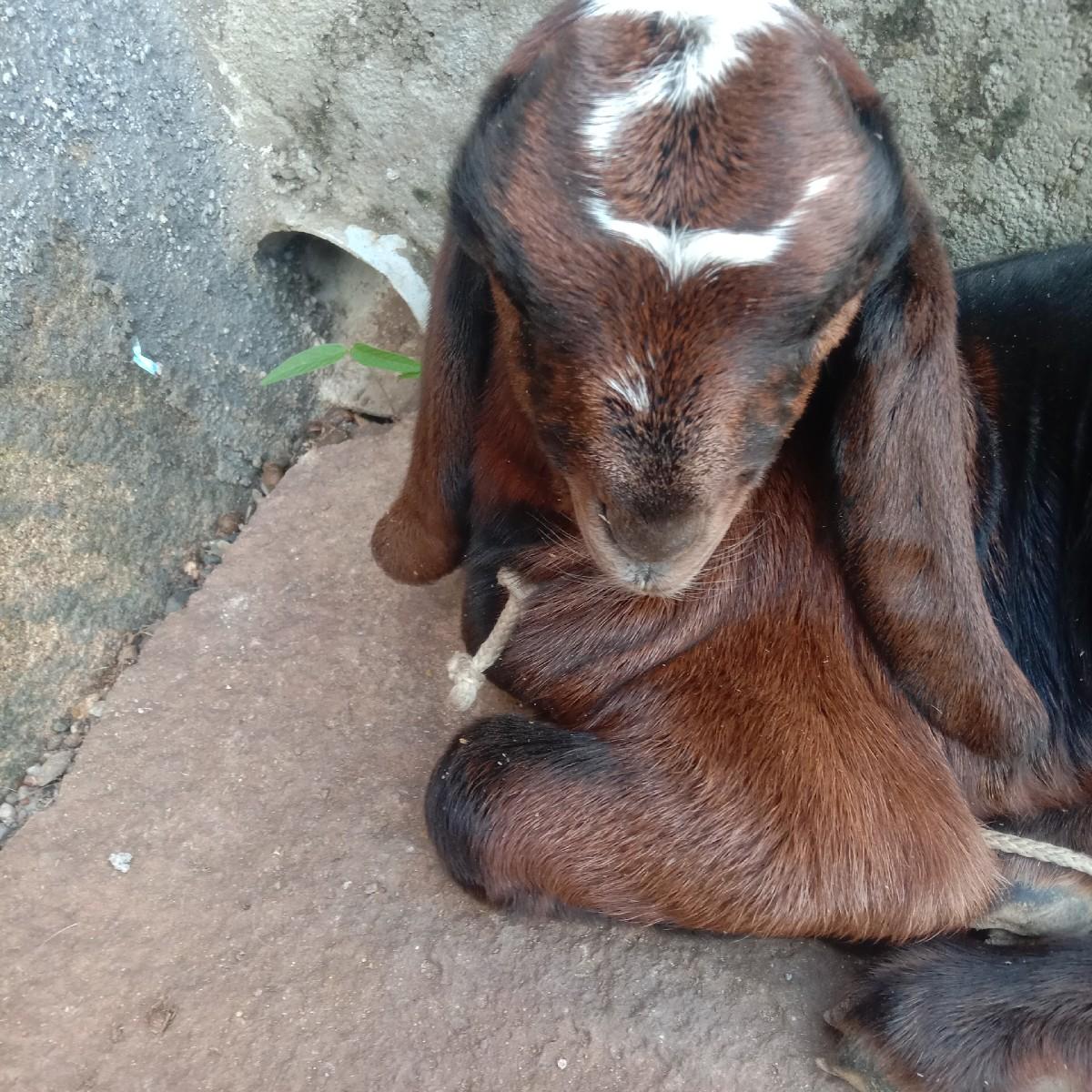 થંબનેલ 2