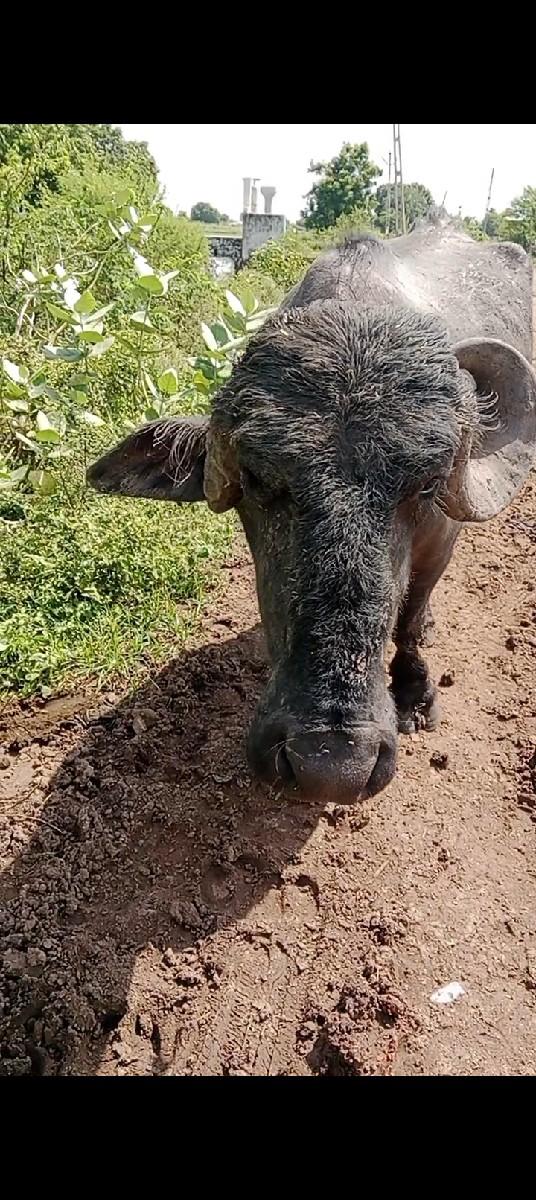 થંબનેલ 3