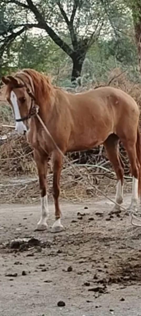 આ ધોડી વેસવાની સે સાલૂ થાણ ની સે