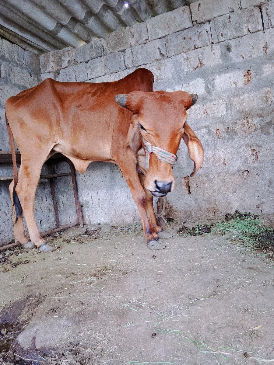 હોડકી દેવાની છે